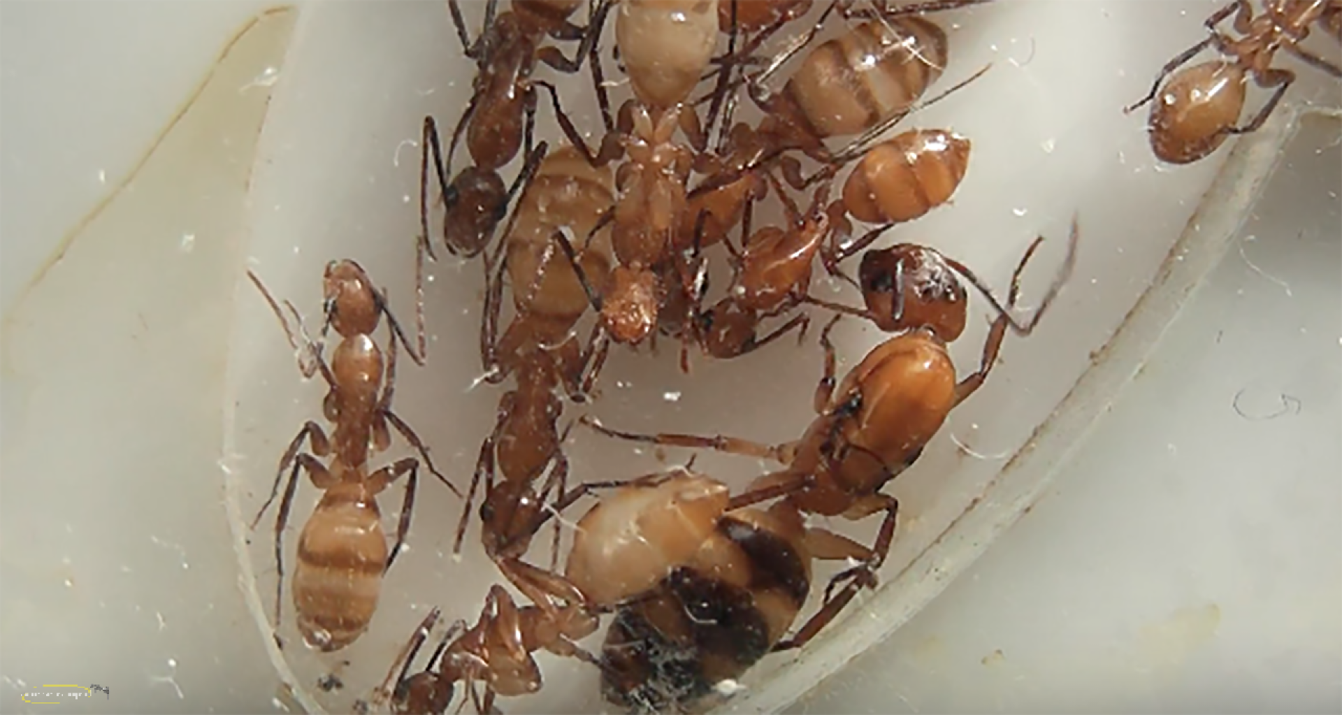 Camponotus substitutus - hell